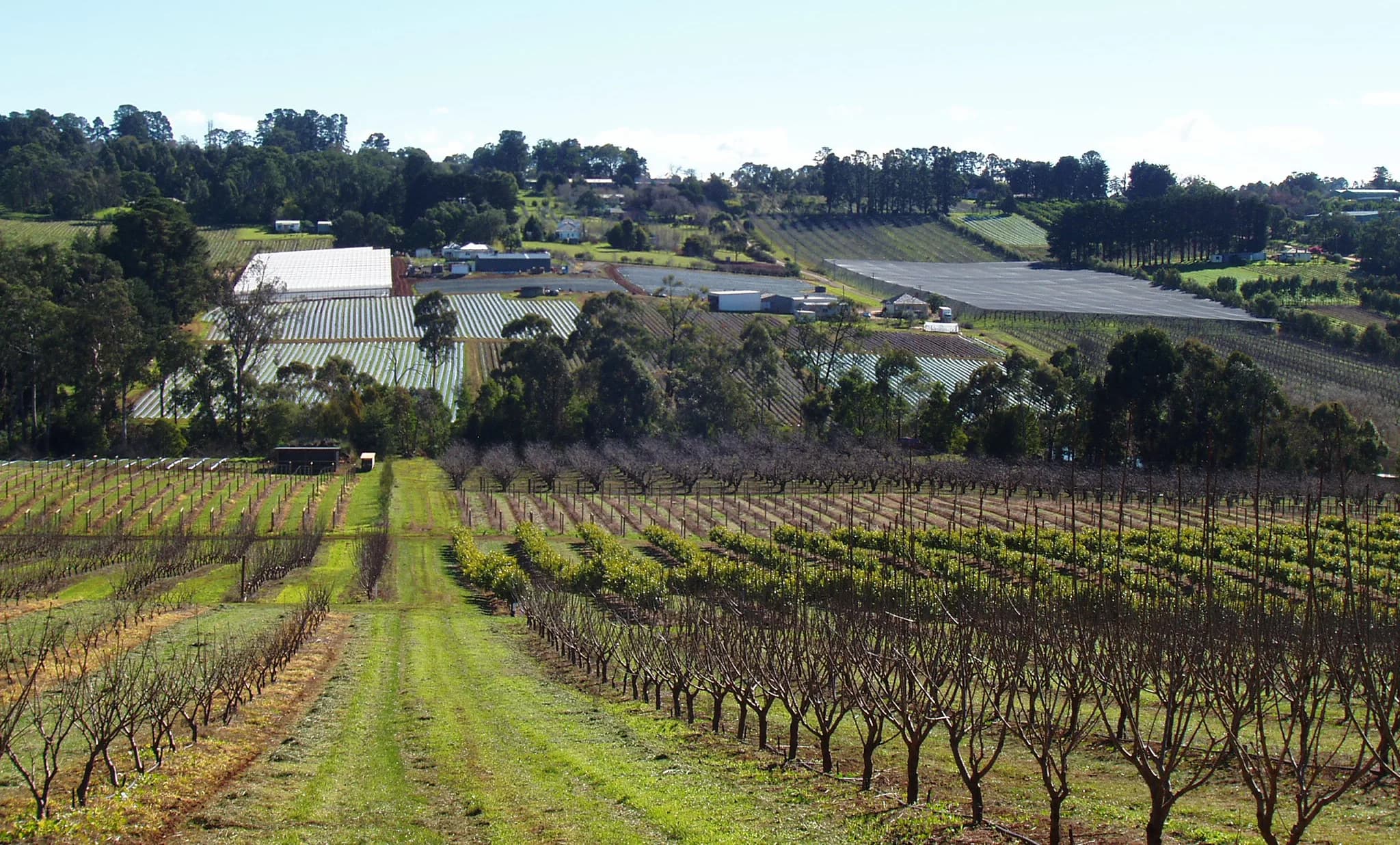 Yarra Valley Landscape